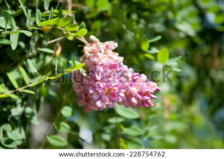 Robinia viscosa pink blossoms, plant foliage and flowers pink color, Polish Robinia lepka. Horizontal orientation, nobody.