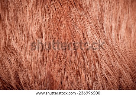 Red fox fur hair texture cloth abstract, furry rusty texture plain surface, rough pelt background in horizontal orientation, nobody.