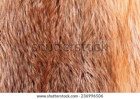 Red fox fur cloth texture abstract, furry rusty textured plain surface, rough pelt background in horizontal orientation, nobody.