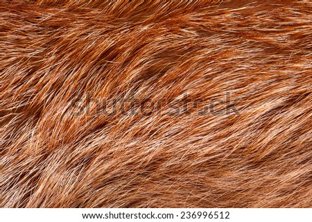 Red fox rough fur texture cloth abstract, furry rusty texture plain surface, rough pelt background in horizontal orientation, nobody.