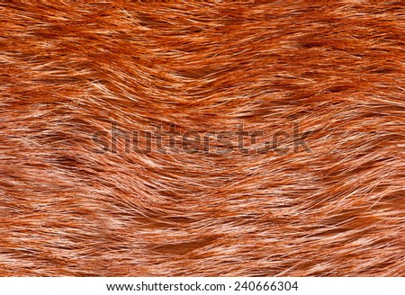 Red fox fur pelt texture cloth abstract, furry rusty texture plain surface, rough pelt background in horizontal orientation, nobody.