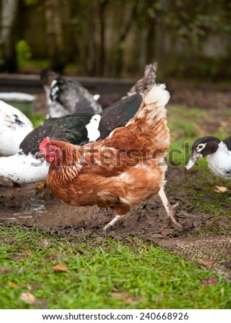 Young hen digging in ground looking for food scratching mud, Rhode Island Red chicken with Muscovy Duck or Cairina moschata ducks slurping water, happy animals at free range. Vertical, Poland, Europe.