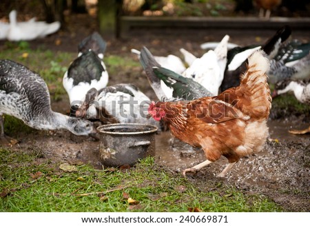 Chicken looking for food scratching mud and ducks sip mud, Rhode Island Red chicken with Muscovy Duck or Cairina moschata duck slurping water from big mud puddle on ground, farm birds happy animals