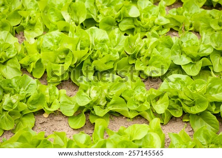 Young green lettuce bunches grow, Lactuca sativa plants rows in ground, agriculture food detail in Poland. Horizontal orientation, nobody.