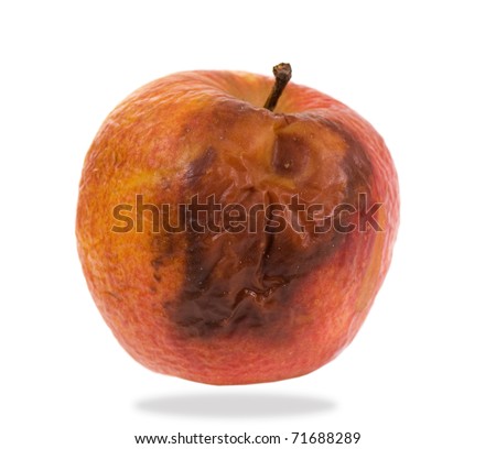 Whole single decayed bad red apple fruit with wrinkled peel on white background, wastage of rotten food. Nobody, studio shot.