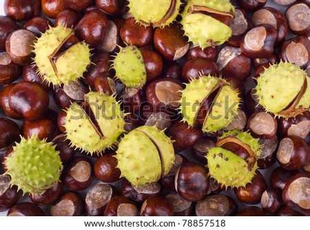 Autumn seasonal brown glossy conkers of horse-chestnut tree, fruits with green spiky open capsule, seeds of Aesculus hippocastanum tree, objects lying in horizontal orientation, nobody.