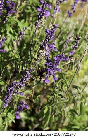 Image, Stock Photo hungry bumblebee
