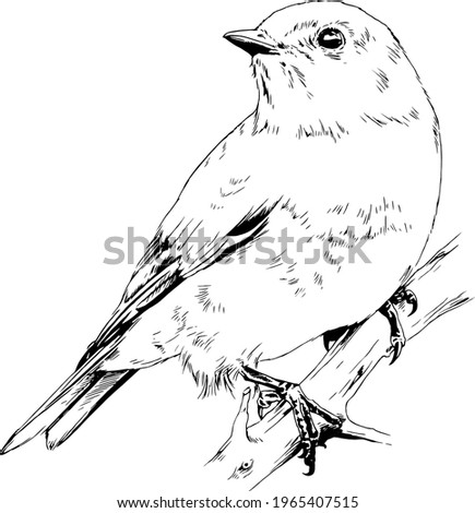 Similar – Image, Stock Photo Robin on the branch