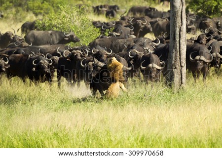 Buffalo attack lion
