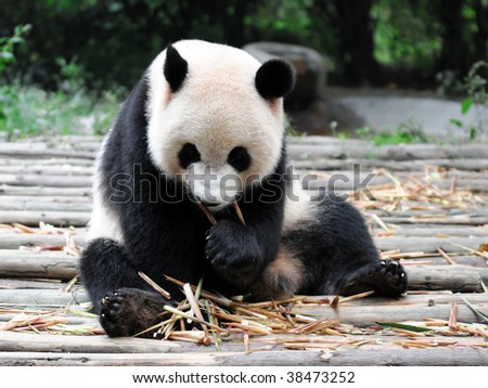 China Giant Panda