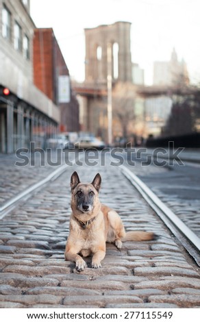 Dog in Famous Alley with Brooklyn Bridge in Background
