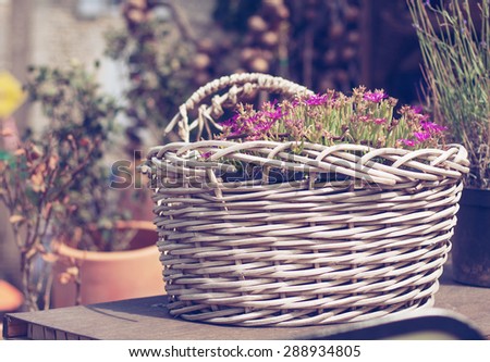 Basket of flowers in Provence