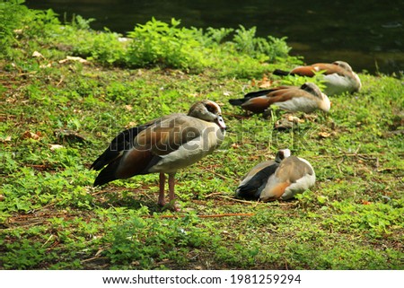 Similar – Image, Stock Photo Four Egyptian geese in flight against blue sky with tree at right edge.