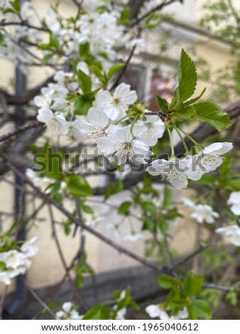 Blooming cherry tree in April 2021 in Almaty Сток-фото © 