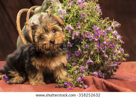 a puppy yorkshire is sitting close to a big jar filled with purple flowers flowing out of it, he nod in an interrogative mood, photo shot in studio on a reddish brown backdrop