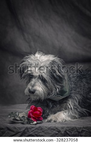a sad looking dog is looking at rose. this a a black & white picture but the rose retain a red color