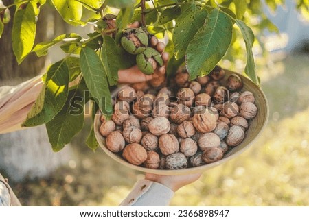 Similar – Image, Stock Photo green walnuts on the tree