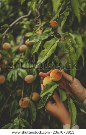 Similar – Image, Stock Photo woman picking peaches in field