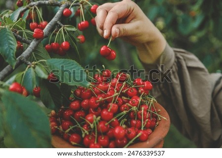 Similar – Image, Stock Photo ripe cherries are picked from the tree