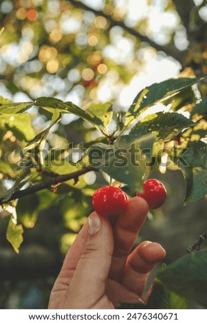 Similar – Image, Stock Photo ripe cherries are picked from the tree