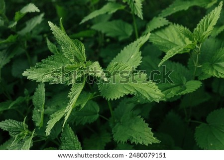 Similar – Image, Stock Photo Closeup of green fluffy moss on stone