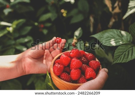 Similar – Mädchen pflückt im Garten Himbeeren vom Strauch