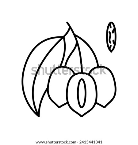Tonka beans line icon. Cumaru or Brazilian teak tree sign. A branch with fruits containing seeds. Tonka Beans are used in cuisine, desserts and perfumes. Linear illustration, editable stroke.