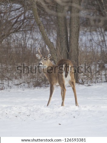 A three point Whitetail Deer buck quartering away in the snow on Wisconsin winter day.
