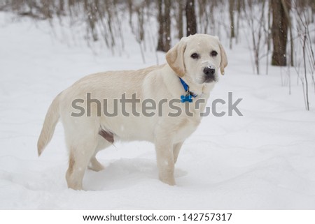 Rudy the Big Yellow Lab Puppy standing in the snow with a blue collar.