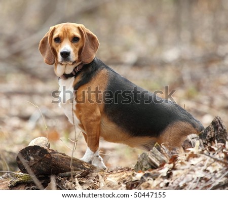 A hunting beagle posing in the middle of a woods on a log.