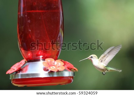 A hummingbird is in flight on way to a feeder caught with wings still.