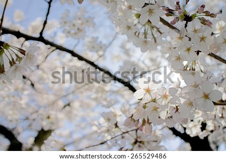lightly pink cherry blossom petals