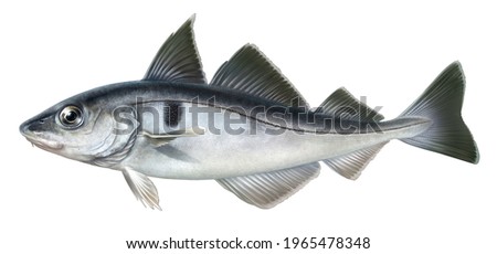 realistic digital color scientific illustration of haddock in profile on white background Stockfoto © 