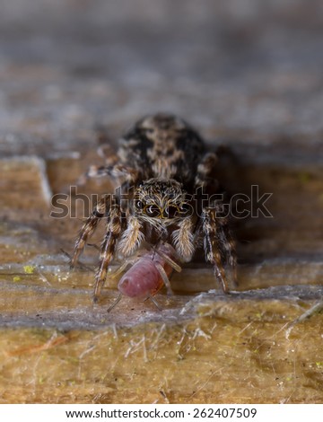 Jumping Spider Eating Insect