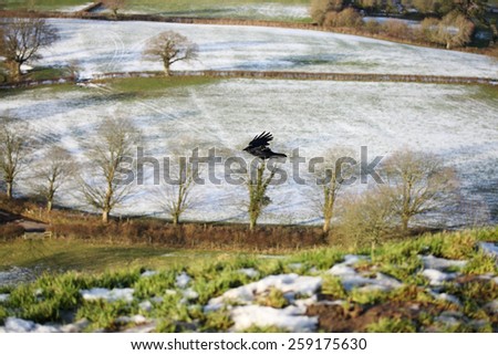 Raven flying over the fields, winter scenery seen form Glastonbury Tor