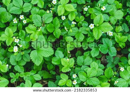 Similar – Foto Bild Fragaria vesca. Reife Walderdbeere mit verschwommenem Hintergrund.