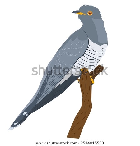 A cuckoo sits on a vertical branch on a white background.  The bird looks to the right. Vector, flat. The image has a calm and peaceful mood.