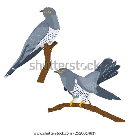 A set of two cuckoos sitting on vertical and horizontal branches on a white background.  Birds look to the right. Vector, flat. The image has a calm and peaceful mood