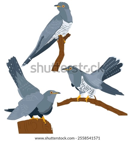 A set of three cuckoos sit on vertical and horizontal branches and on a stump on a white background.  Birds look left and right. Vector, flat. The image has a calm and peaceful mood.