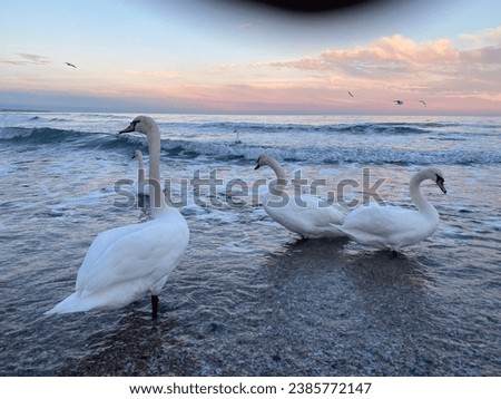 Similar – Foto Bild Schwäne bei Sonnenuntergang