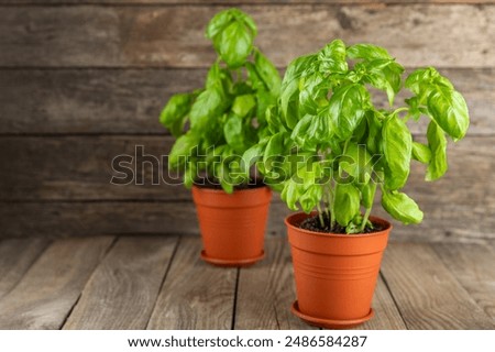 Similar – Image, Stock Photo Fresh basil plant in vintage kitchen with tiles sunlit with shadows