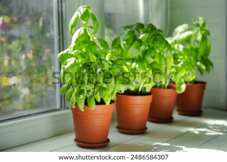 Similar – Image, Stock Photo Fresh basil plant in vintage kitchen with tiles sunlit with shadows