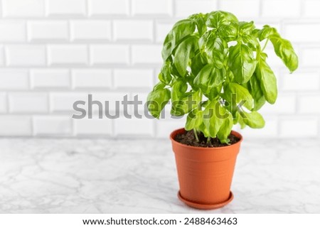 Similar – Image, Stock Photo Fresh basil plant in vintage kitchen with tiles sunlit with shadows