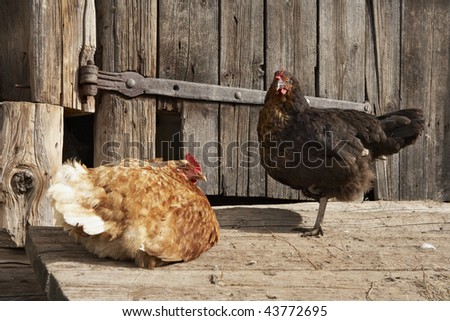 Two Free Range Domestic Chicken Relaxing In Front Of Wooden Barn Door ...
