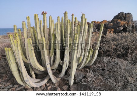 Succulent Cactus Plant  In the Desert, in Canary Islands, Spain