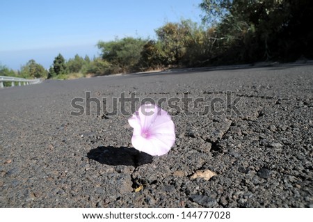 Trumpet Pink Flower on the Asphalt of the Road