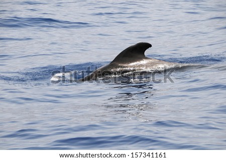 Black Pilot Whale Coming Out of the Water