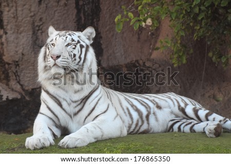 Rare Black and White Striped Adult Tiger