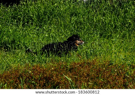 Dog in the Textured Grass Background on an Isolated Field