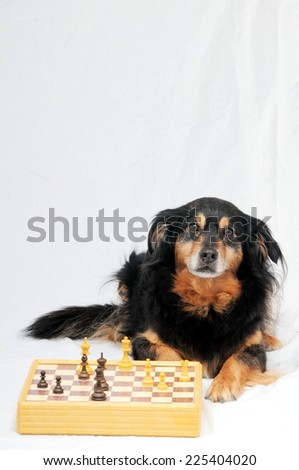 One Smart Black Dog Playing Chess on a White Background
